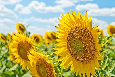 Find Halal-certified sunflower oil from Eagle Asia, the reliable sunflower seeds Exporter